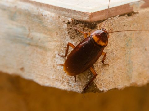 Comment éliminer les blattes germaniques - Votre exterminateur à Montréal